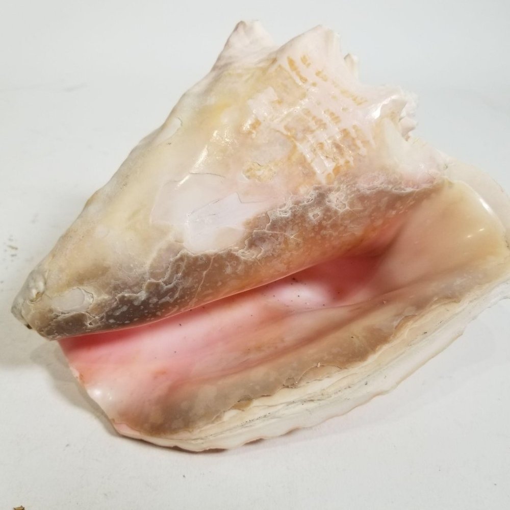 Large Queen Conch Sea Shell 8" Natural Pink 4 lbs